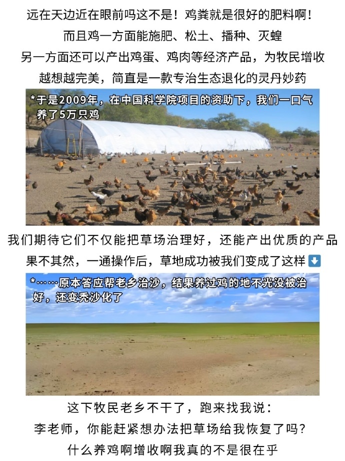为了拯救沙化草原，我们决定派鸡去解决~中国科普博览