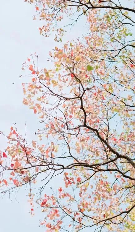 秋意渐浓，红叶如火，岁月静好。🍂🍁🍂唯美初冬景致 看初冬树叶美景 美丽的初