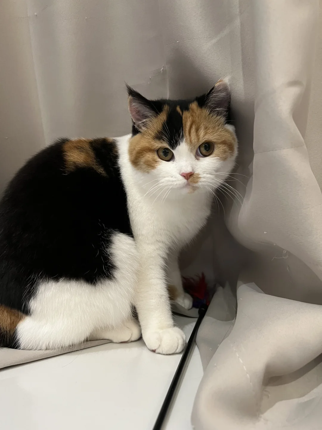 两年前，小猫还不是一辆大卡车