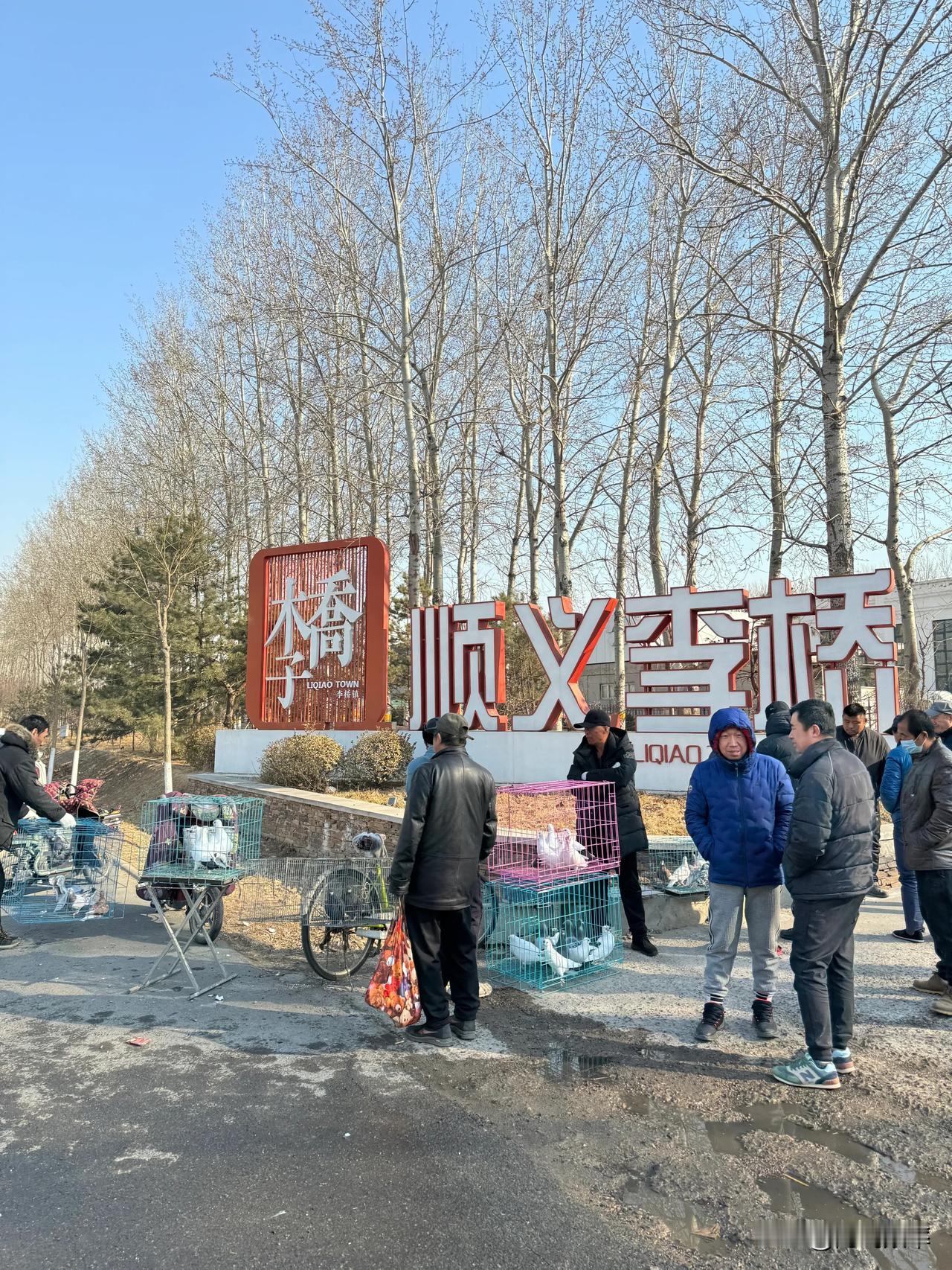顺义李桥的鸽子市集还挺热闹#坐标顺义乔波#
