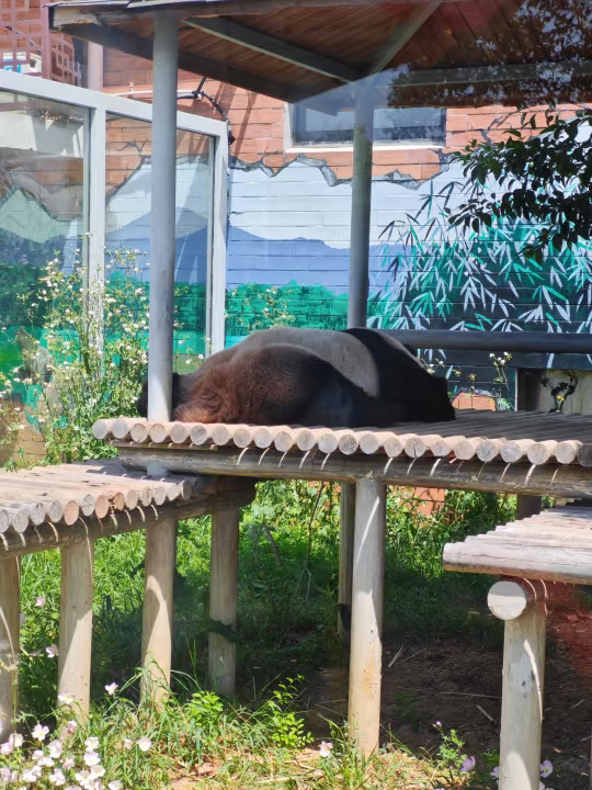 苏州的大懒猫