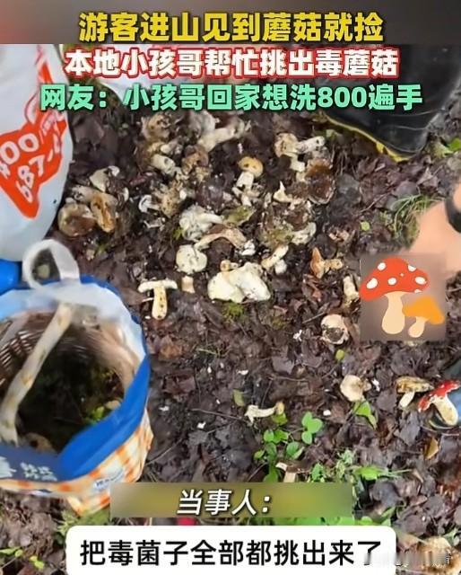 近日，四川甘孜藏族自治州康定市，有游客进山看见蘑菇就想采摘，完全分不清有毒无毒，
