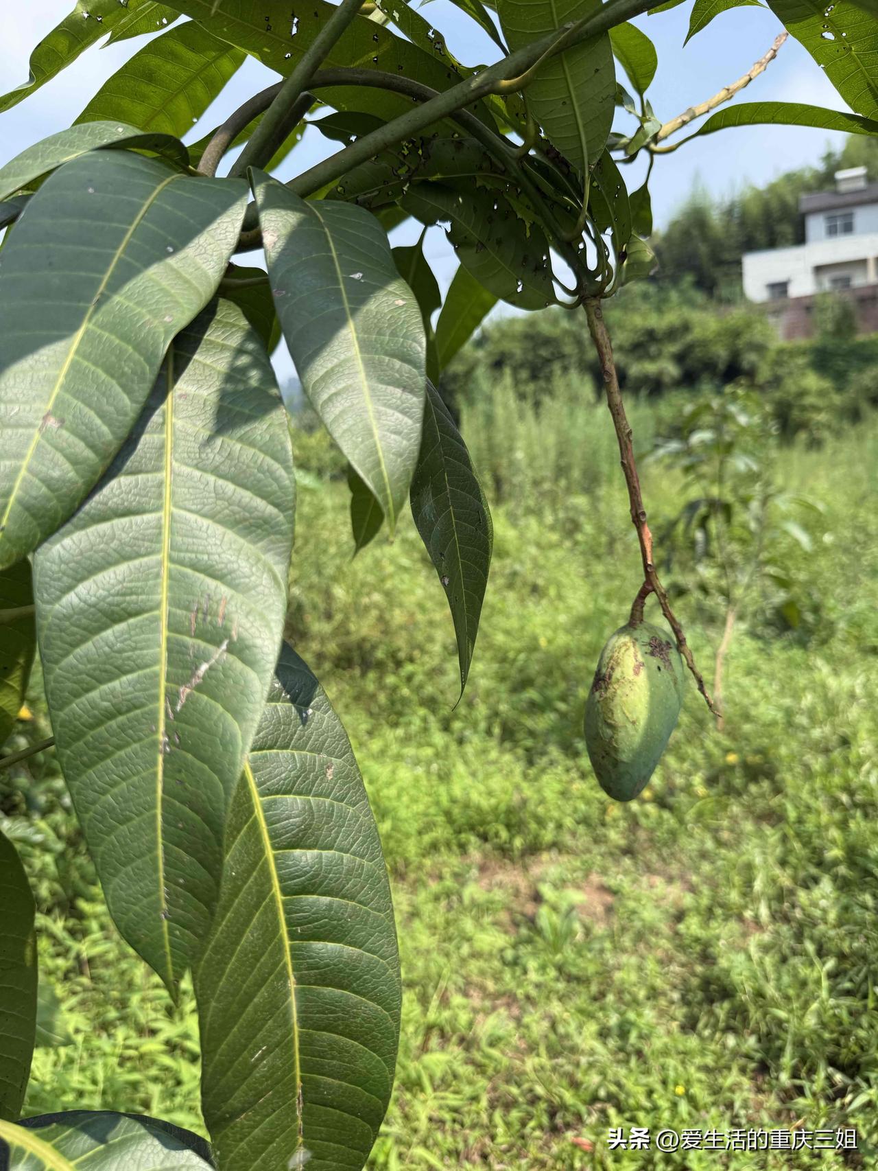 芒果结果了
春节买的芒果大苗，四月份就开花了，花有点像枇杷的花，一串一串的，小小