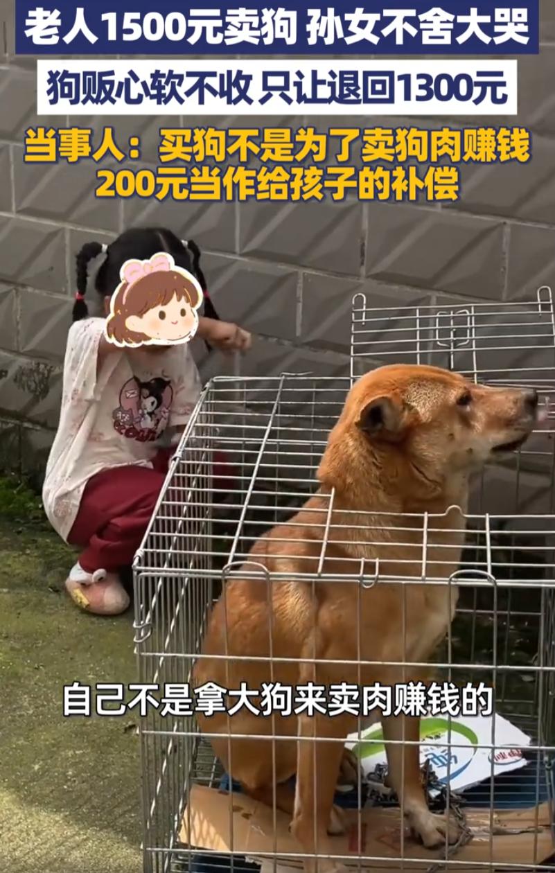 广西桂林，一个收狗的师傅开着三轮车进了村，在巷子里转了一圈，停在一户人家门口。跟