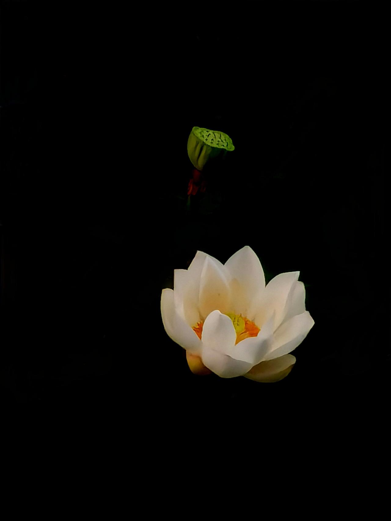 白莲花和莲蓬同在。白莲 荷花