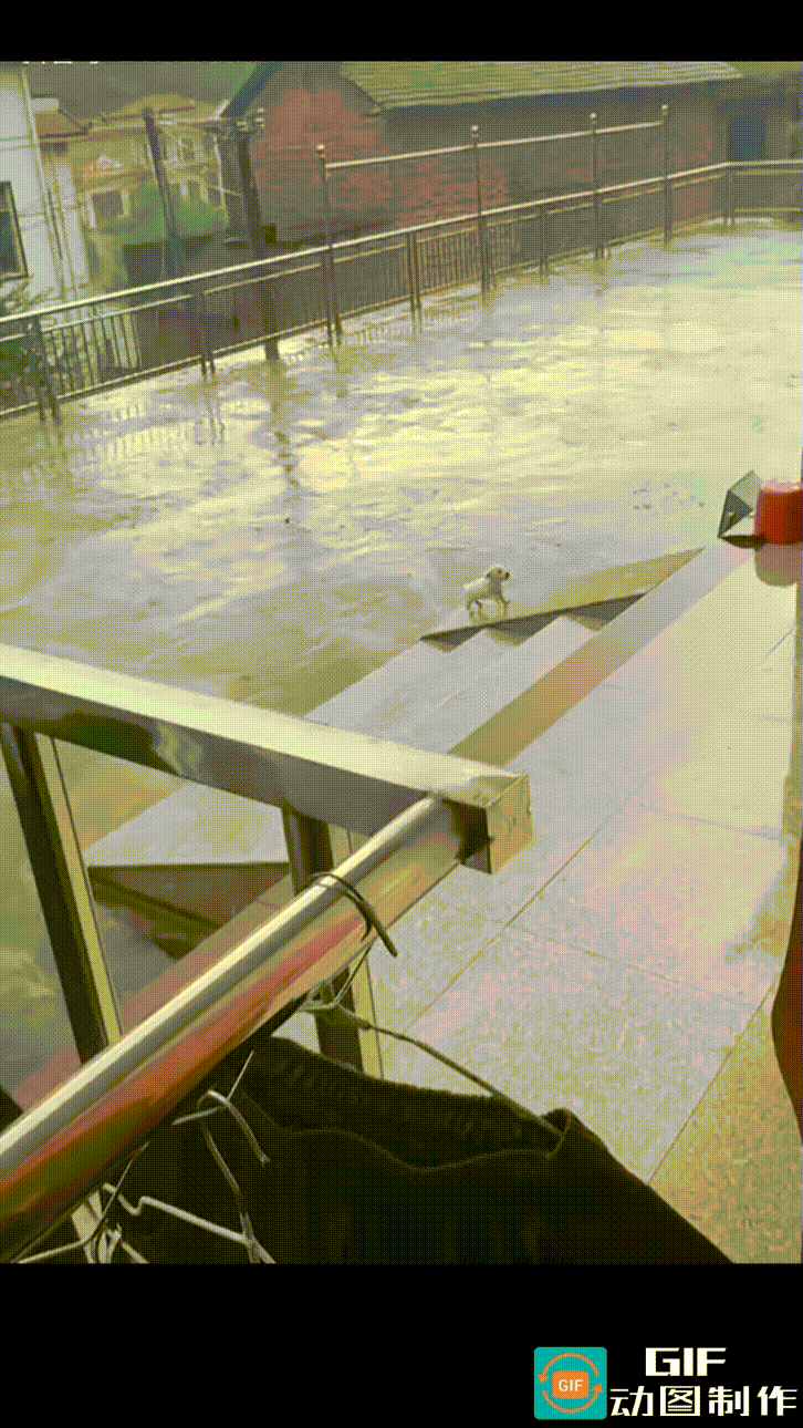 小奶狗在雨中上斜坡，雨簌簌的下着，斜坡被雨水洗得发亮，能清晰地照出人影。
狗狗努