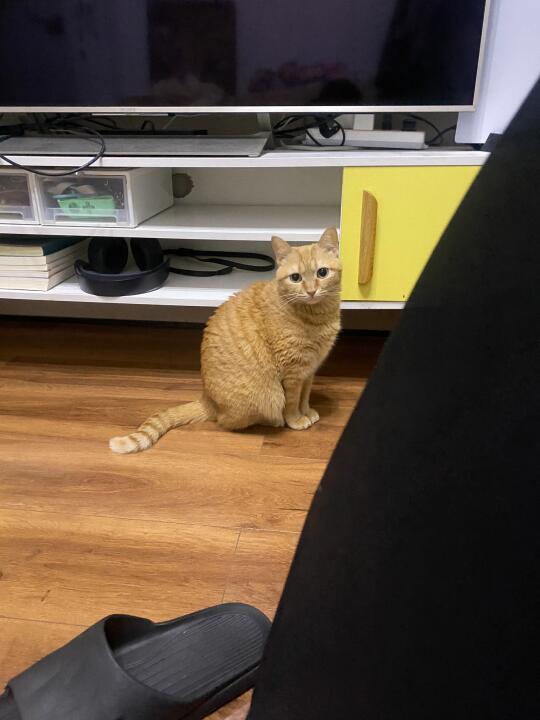 我的小猫好像真的很爱我