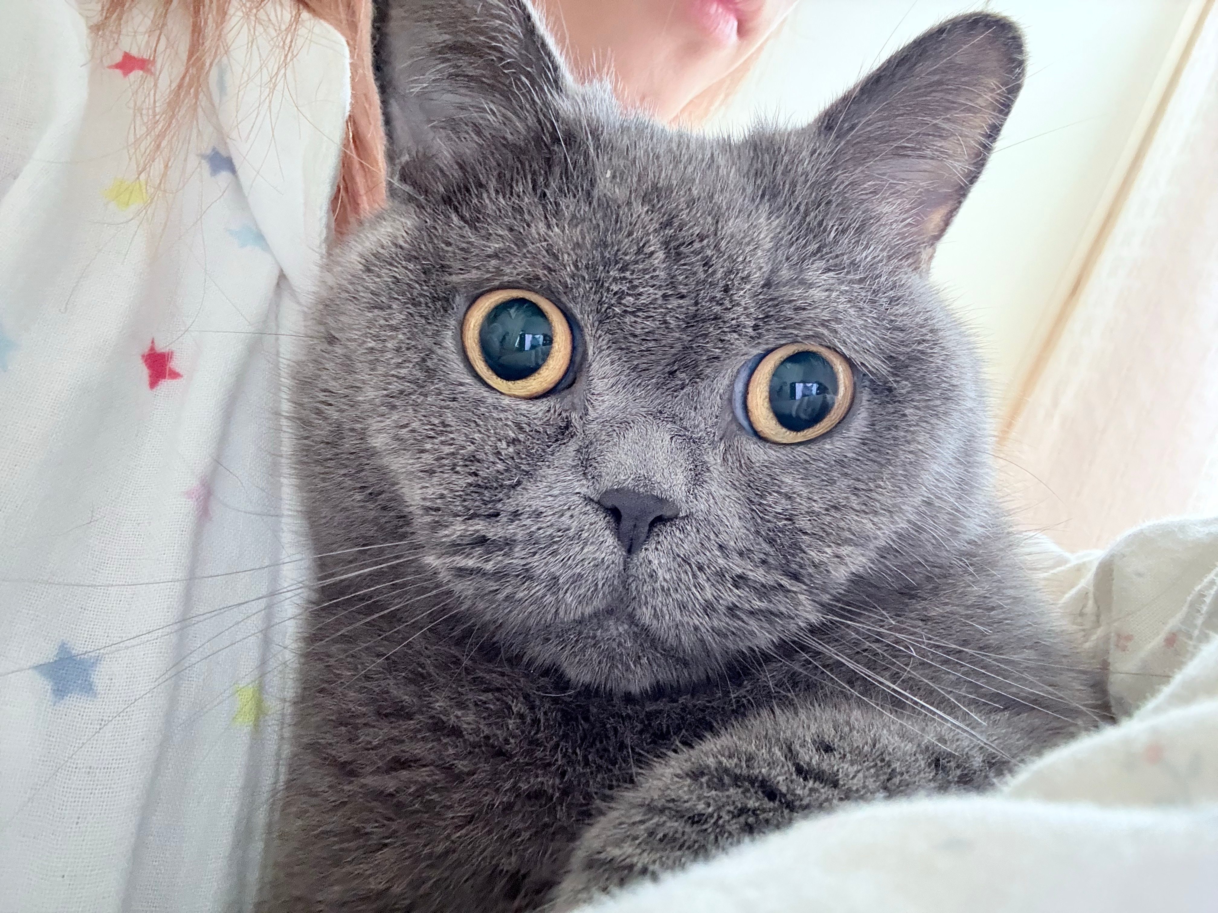 丑猫 