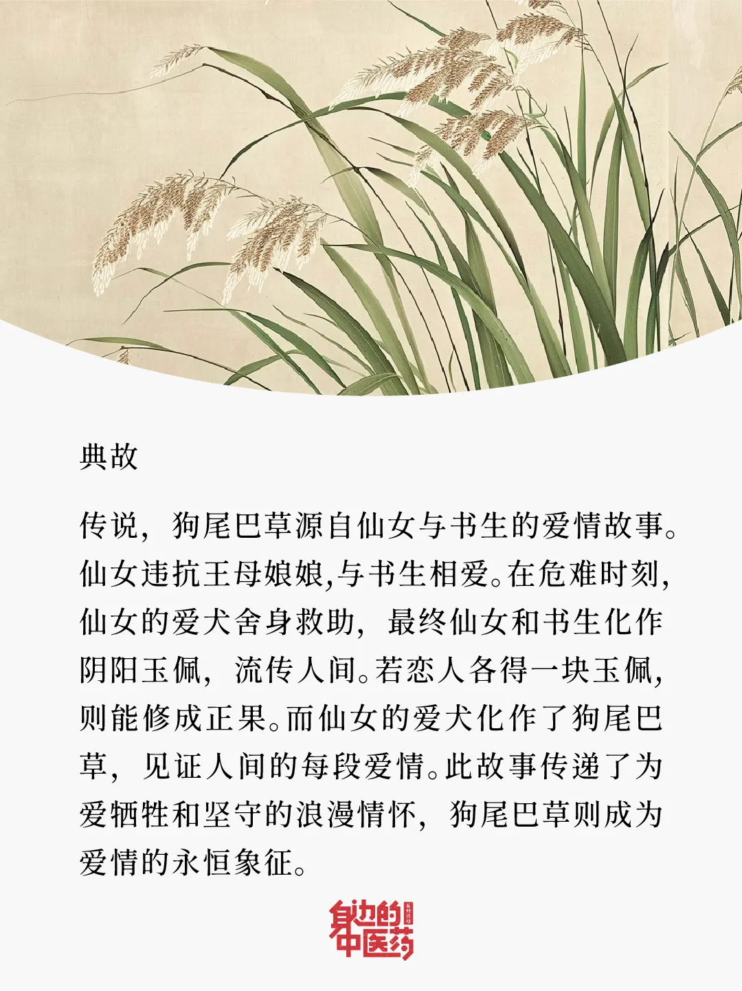 田间无闲草，用对皆是宝！常见的狗尾巴草，竟然有这么多好处！涨知识了！