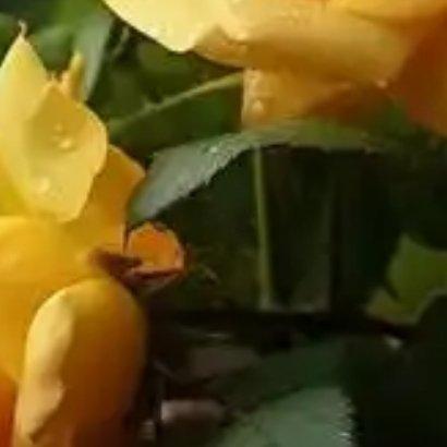 黄玫瑰种植方法和步骤：一、选址与土壤准备：给玫瑰一个“阳光小公寓”黄玫瑰超爱晒太