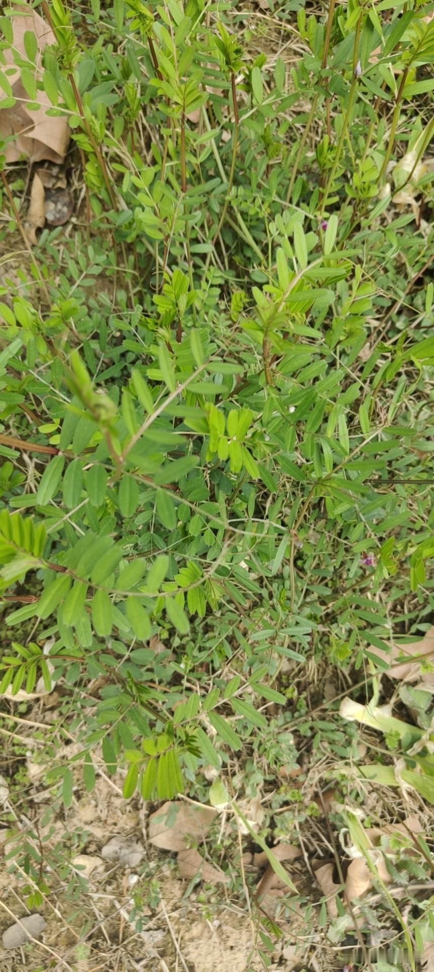 这种植物学名叫大巢菜、箭舌豌豆，俗称野豌豆，是一种一年或两年生植物，春季开花结果