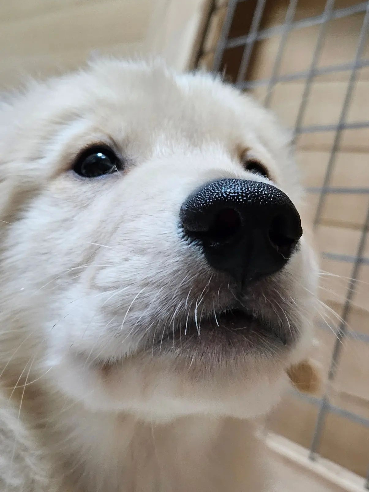 我的愿望是世界和平，每个人、每只小狗、每只小猫每天都能吃上饭，然后美美睡觉 