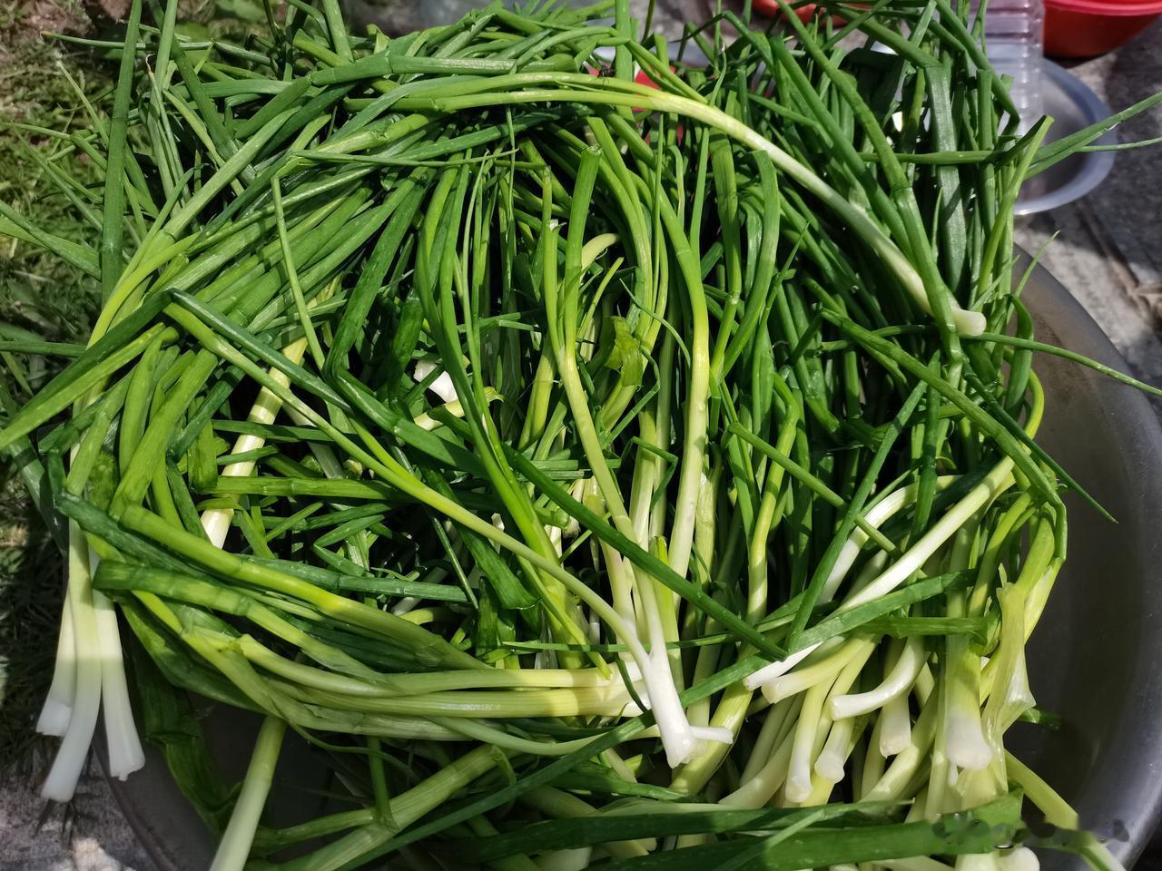 切段冷冻法：葱洗净擦干切小段，装进密封袋挤出空气冷冻，炒菜时直接取，不用解冻，适