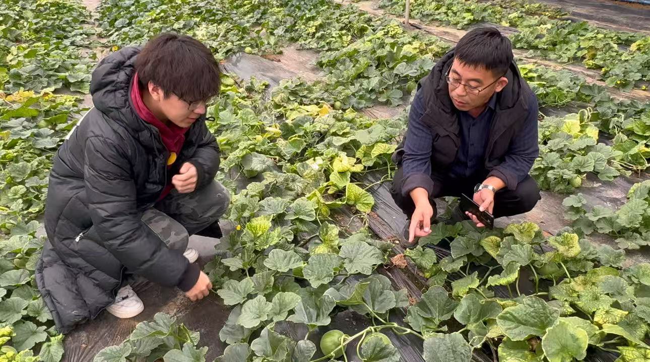 【管理学院寒假社会实践】青春传瓜韵，实践酿酒香青春三下乡 曲阜师范大学 大学生社