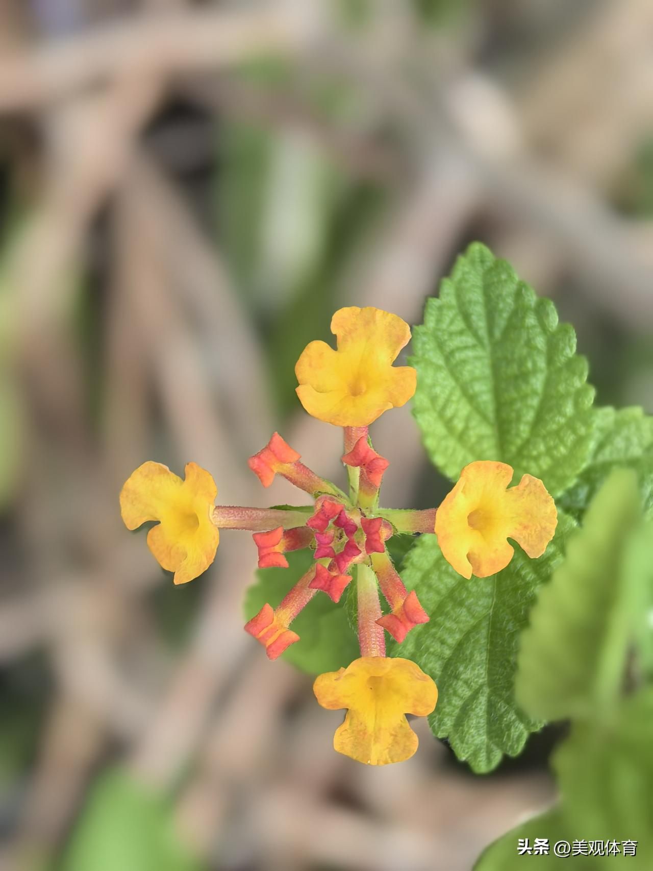 清澜半岛上马缨丹花姹紫嫣红