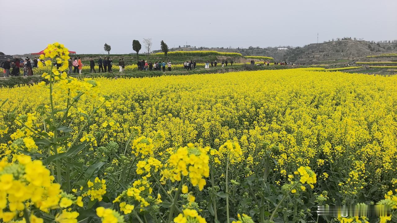 我想在西安本地油菜花盛开的季节再去这个地方(三原小王村）好好欣赏油菜花的迷人之处
