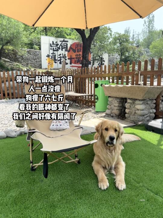 狗：我真的懒得搭理你