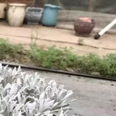 银叶芙蓉菊（国产小众观叶盆景）外观：整株叶片布满银白色绒毛，自带磨砂雾面质感，枝