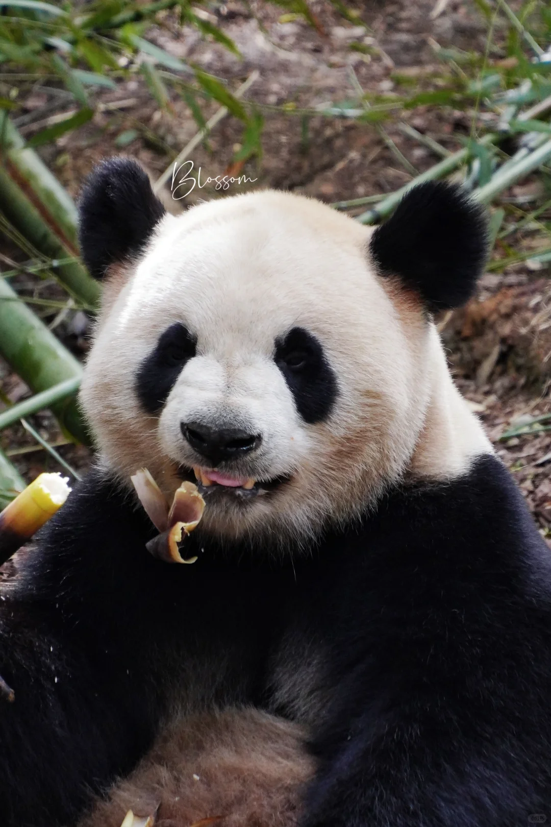 240404 大狗狗一样的面哥