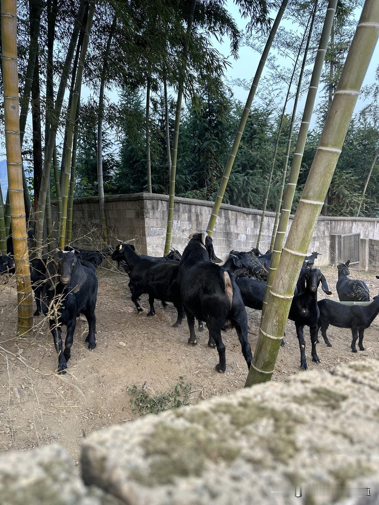 若是轻微应激导致的少量血丝，静养+喂点黄芪水、红糖温水调理就行；要是出血量大、伴