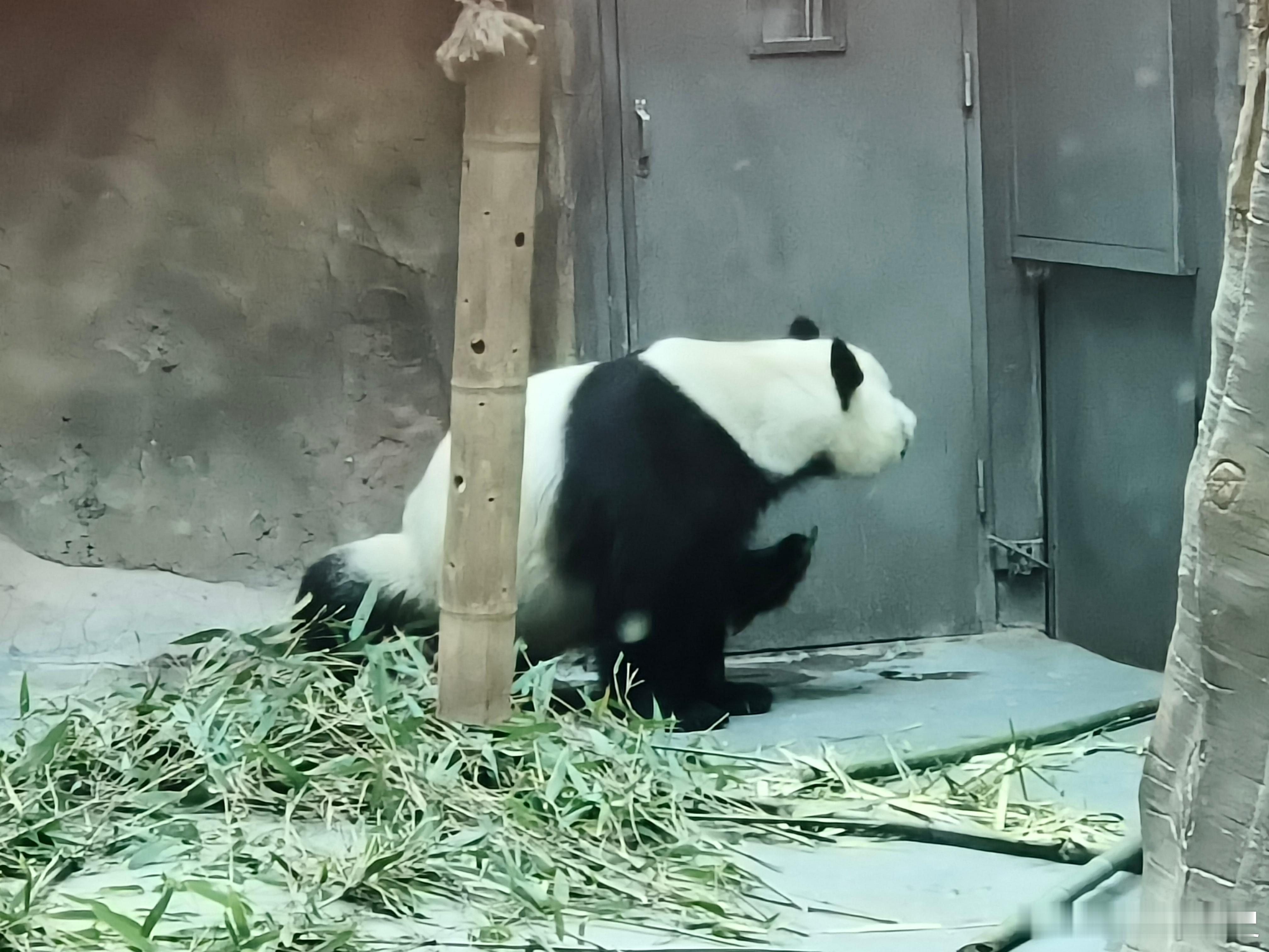 东冬天的青海也是非常值得一来的，如果你有机会冬天来青海，建议去西宁市野生动物园看