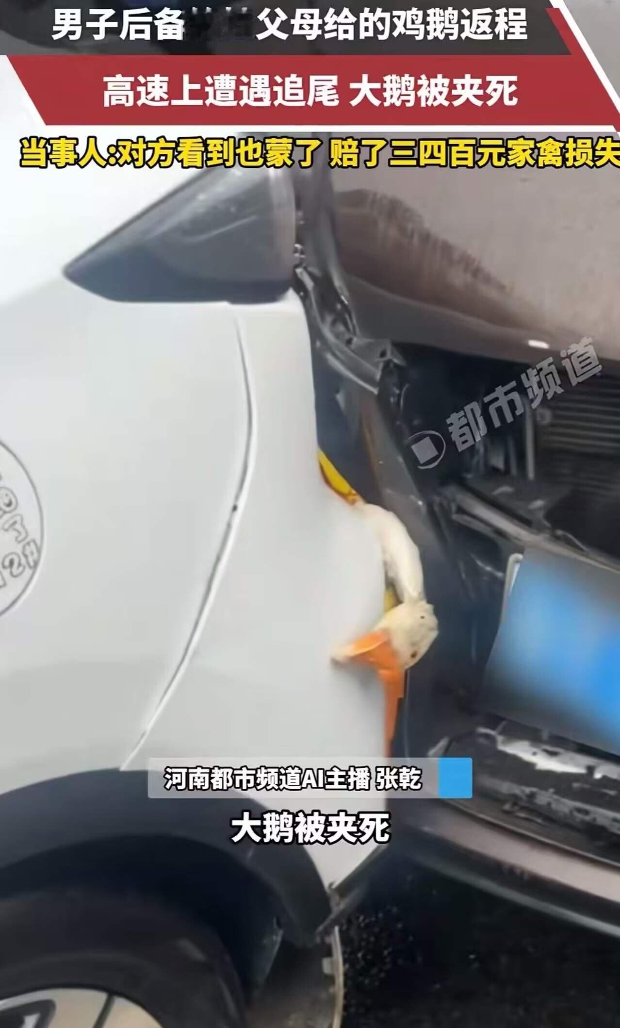 “本以为两死一伤，结果是‘俩菜一汤’！”湖北，男子后备箱挂父母给的鸡、鹅返程，高
