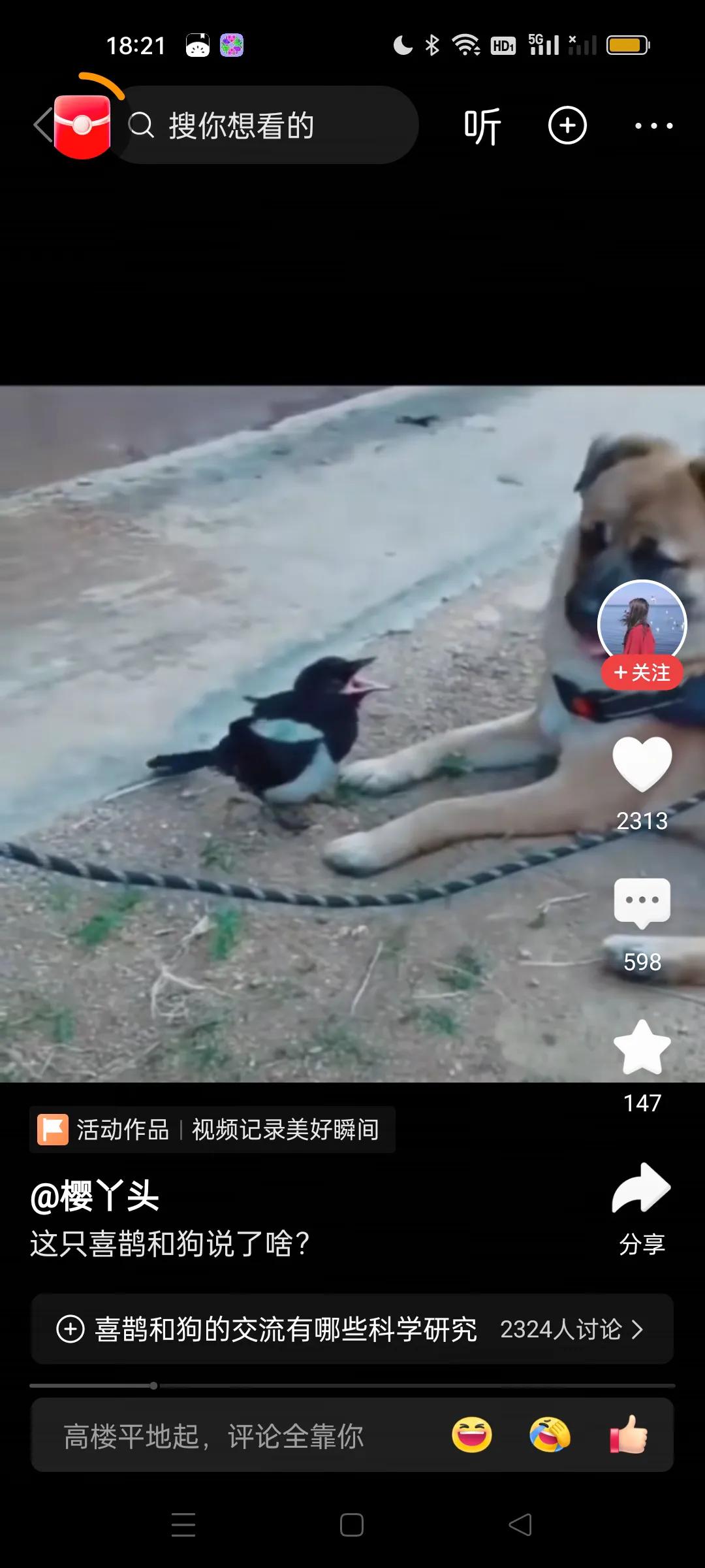 喜鹊问：
1.二哈你为什么不投胎成喜鹊？
2.上辈子的誓言呢？为什么骗我？