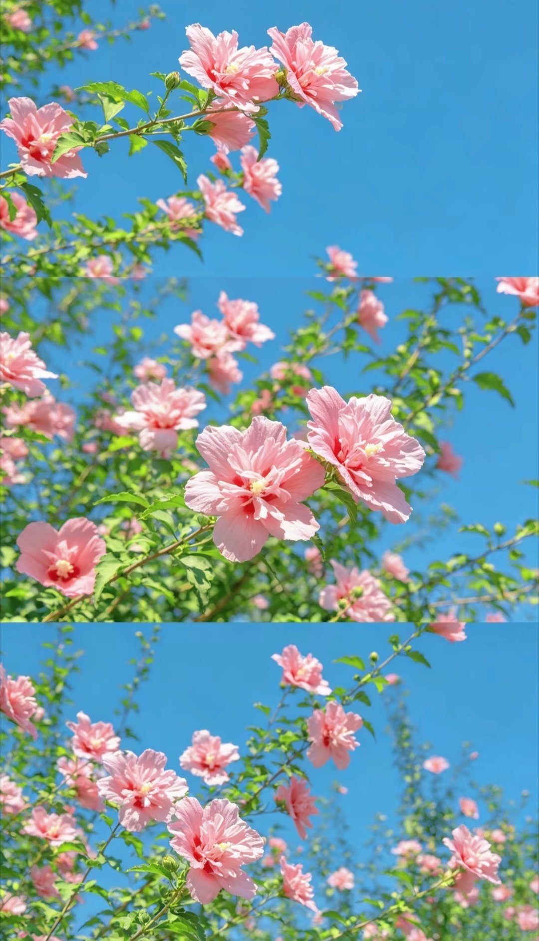 日行一善日行一善  善是一束阳光，温暖着心田，善是一股清泉，滋润心间，善是一阵幽