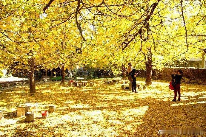 云南腾冲银杏村  via: 旅行说吧 云南旅行 ​​​