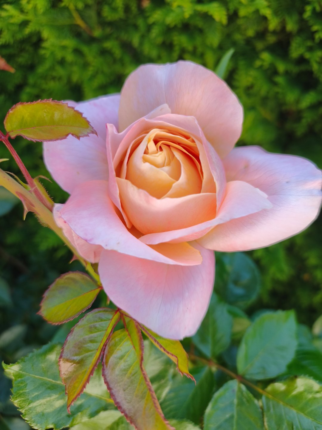 迎来了玫瑰🌹花开的季节 德国