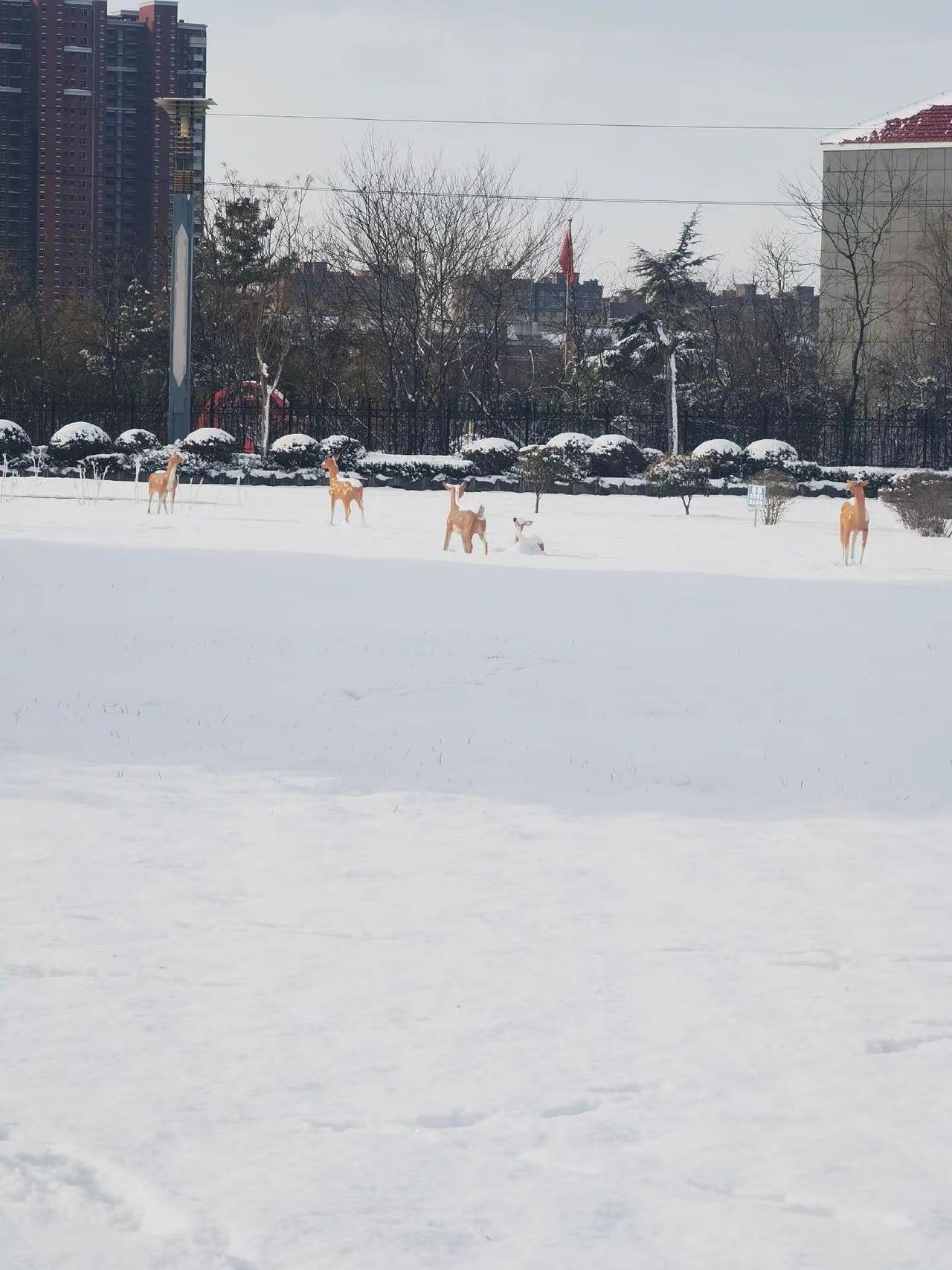 雪后美景如画。