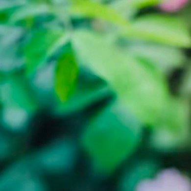 1800 蔷薇的种植方法：1、种植方法种植蔷薇花可以采用播种的方法，蔷薇花的最佳