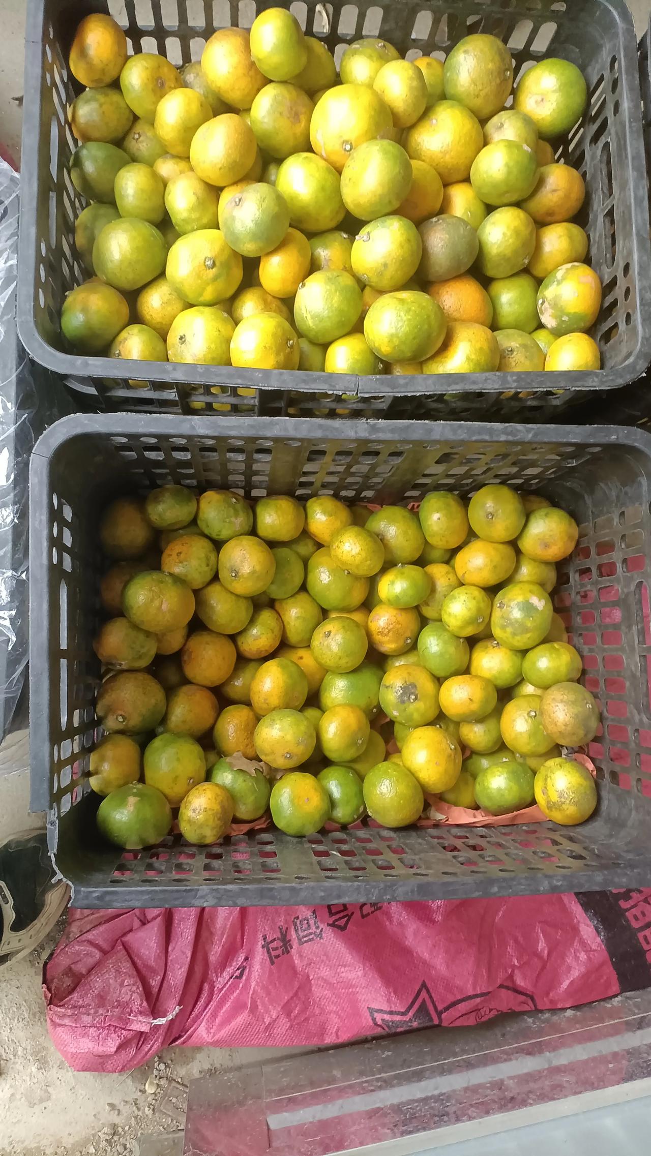 初9进了380斤蜜橘，卖了4天，还剩50斤左右，60多斤香梨，还剩6斤多，冬枣8