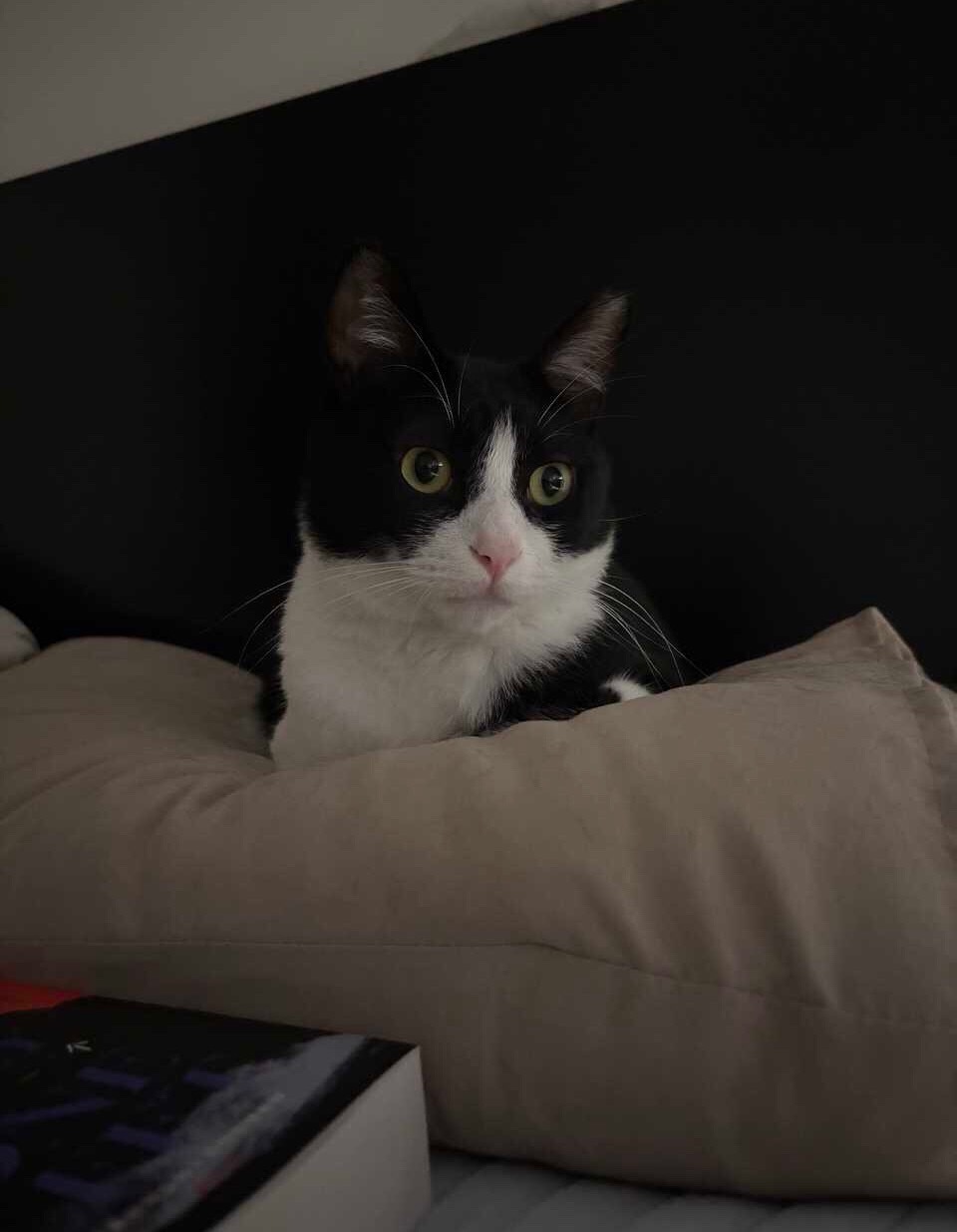 以前我是混的猫，look at me now。daily奶牛猫 （投稿：） 