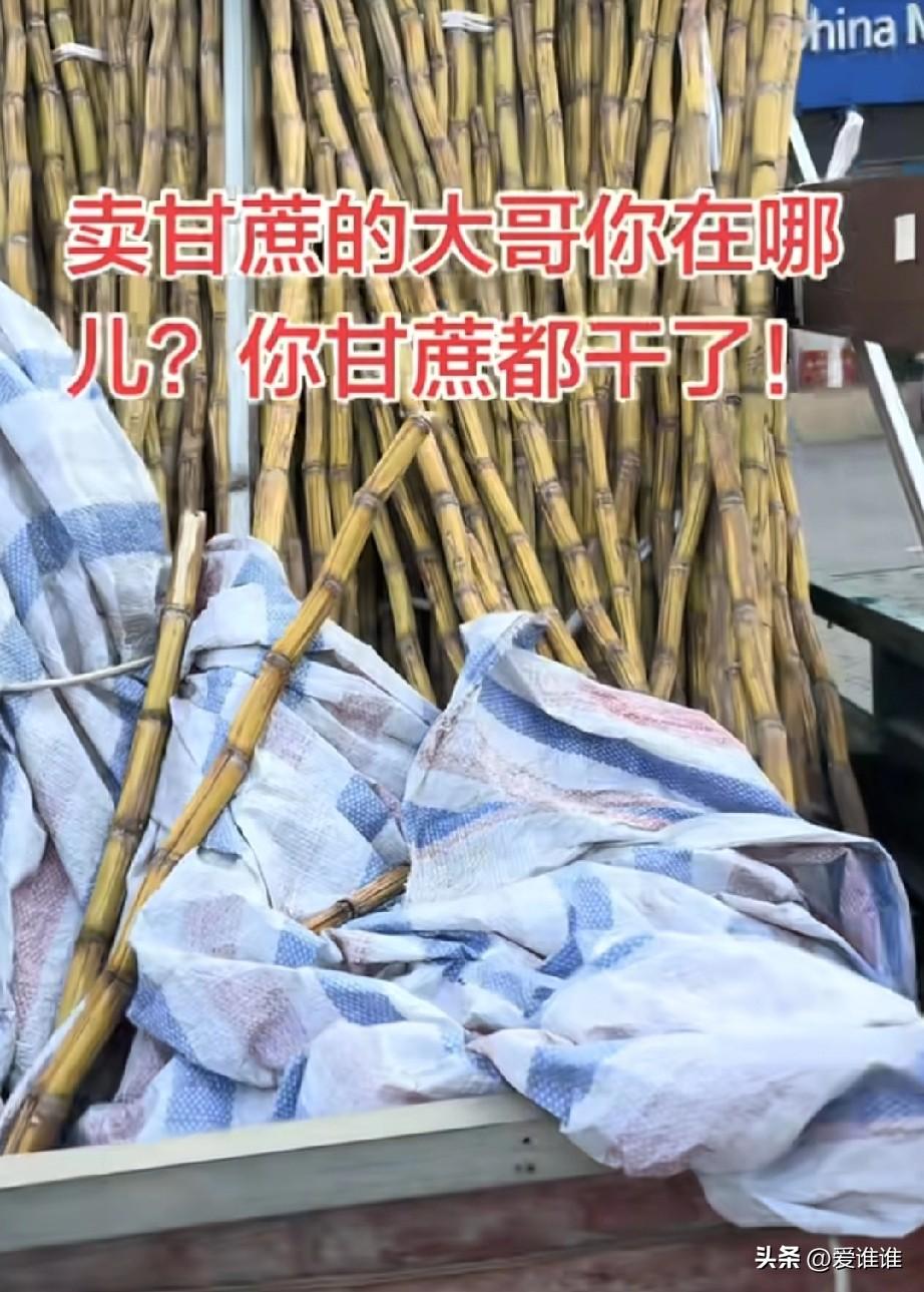 “最朴素的温情！”四川成都，一位卖甘蔗的大哥常年在一个地方摆摊，街坊邻居都眼熟他