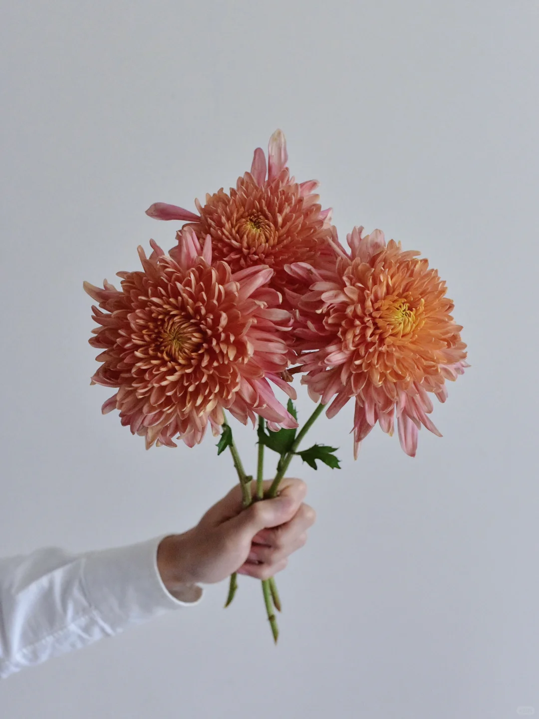 大菊·橘洲明珠