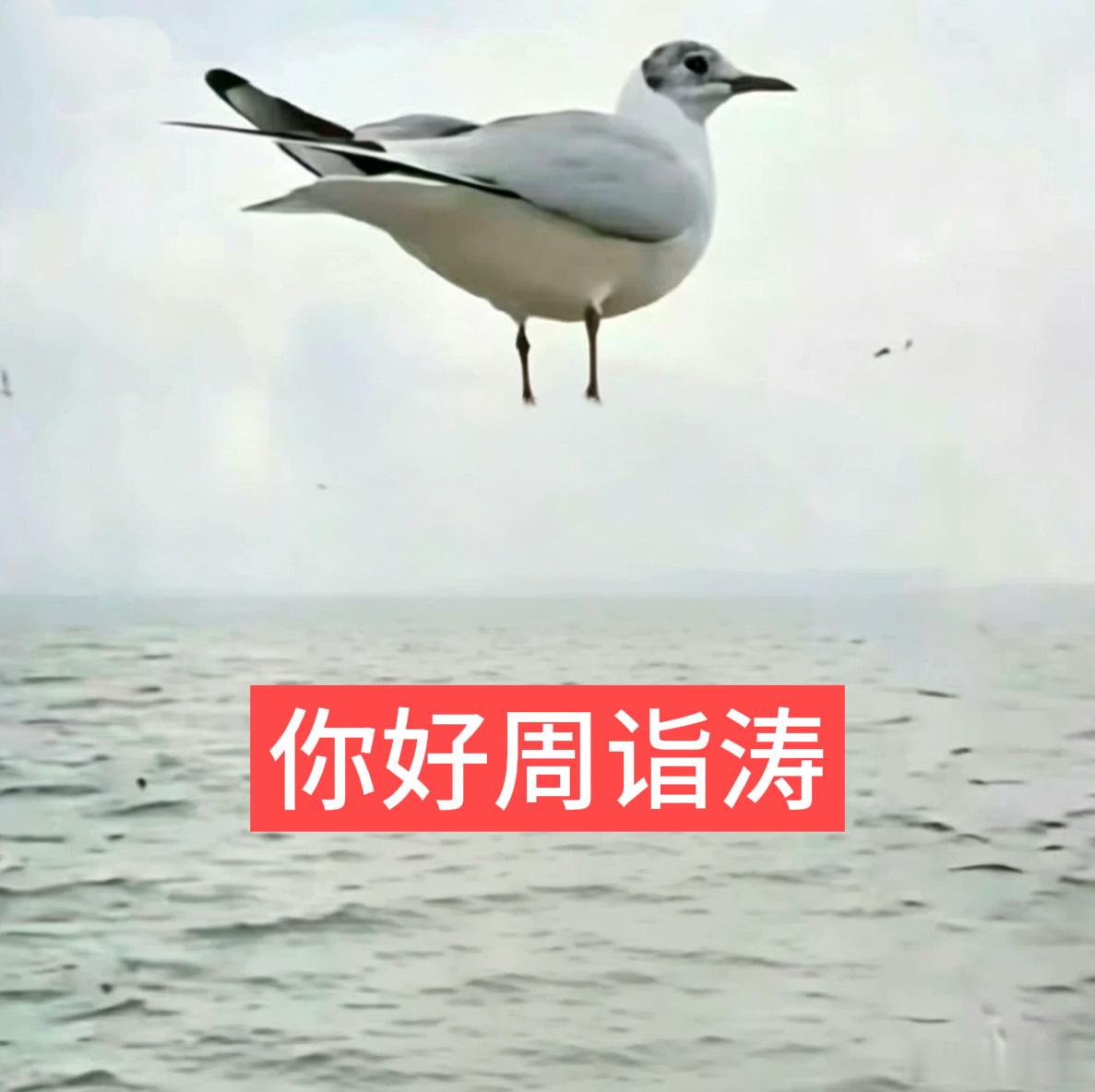 周诣涛许鑫蓁我再害你们一次 
