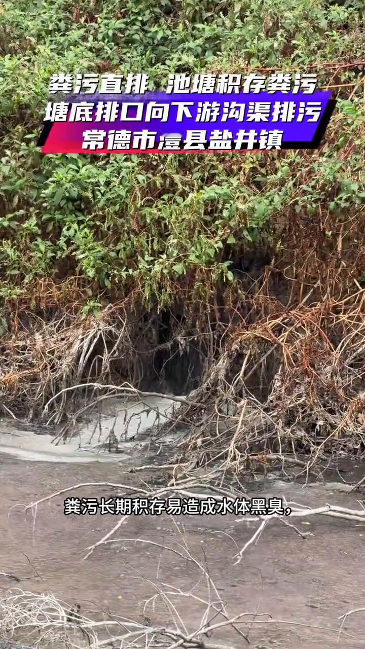 粪污直排池塘积存粪污，塘底排口向下游沟渠排污。
这里是常德市澧县盐井镇洪杨村，这