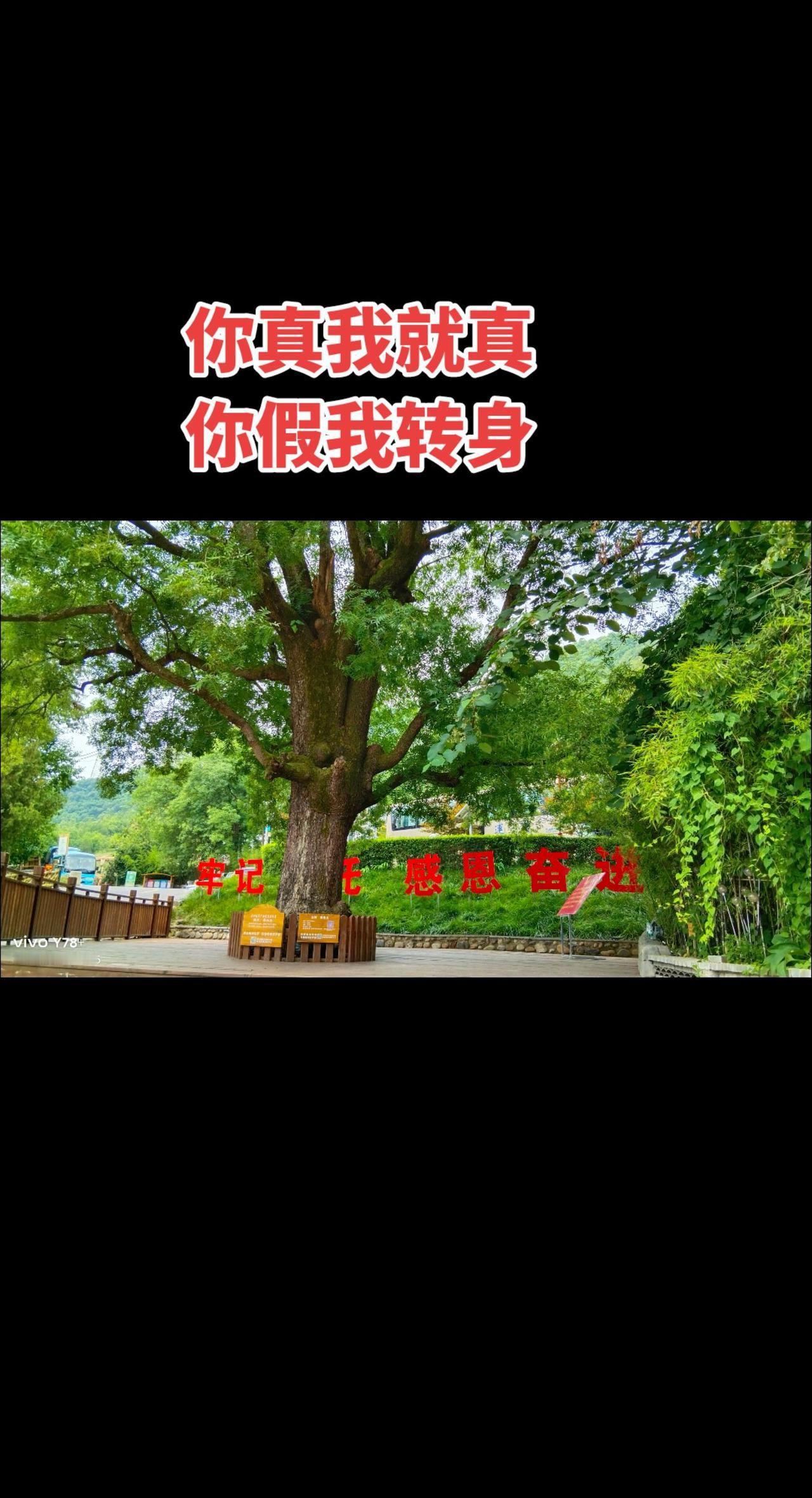 #这棵巨大的树里竟然藏着大量的财富 
你真我就真，你假我转身