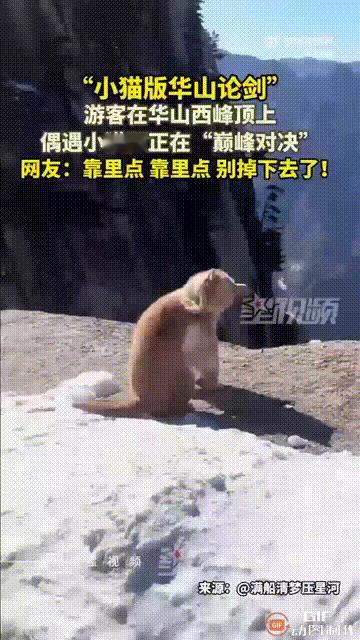 两只小猫“华山论剑”，旁边的游客却看得心惊胆战，都忍不住想上前劝阻它们。

这是