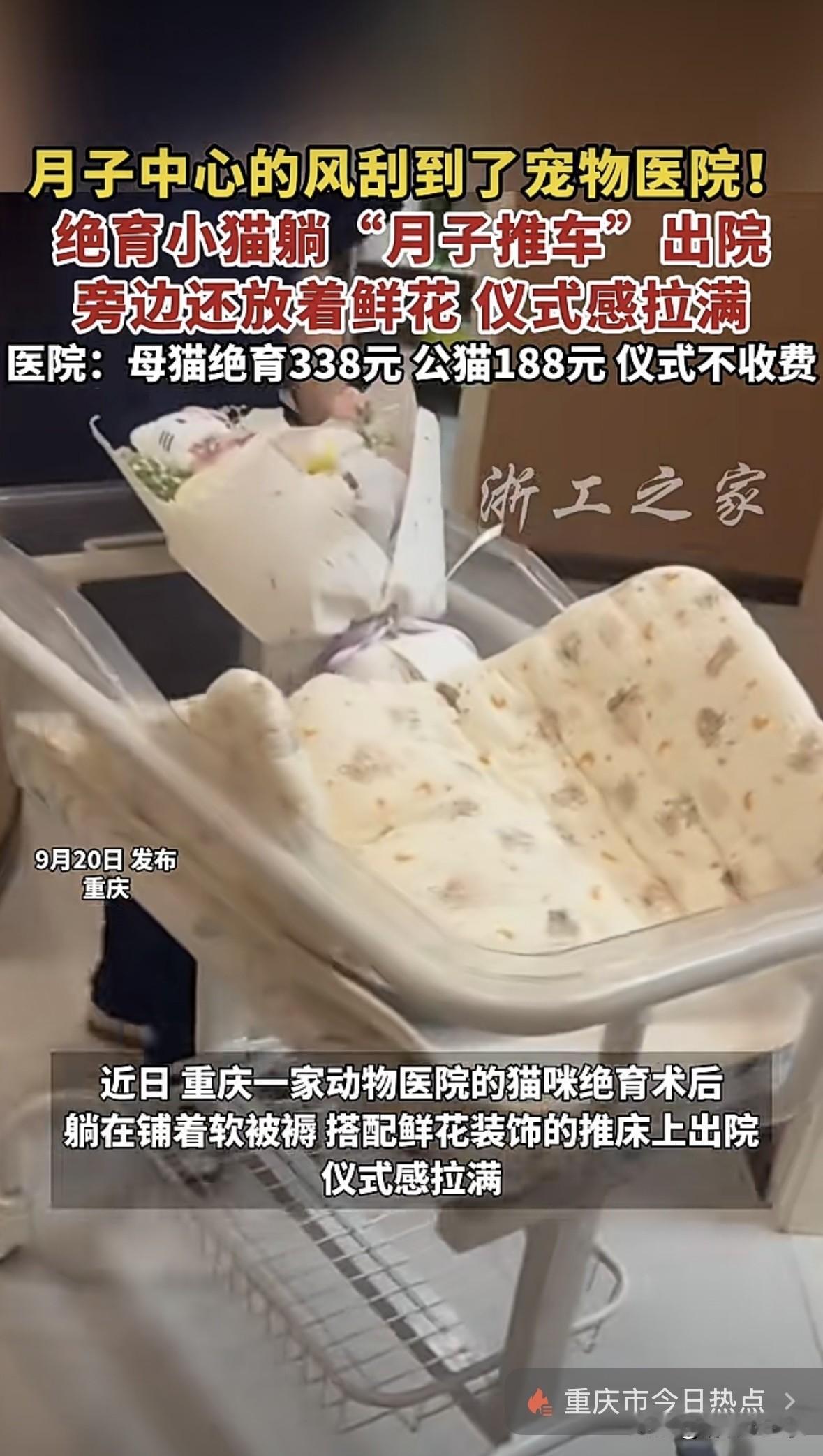 来看看贫穷有没有限制你的想象。
重庆一动物医院内，绝育后的猫咪躺在小推车里出院，