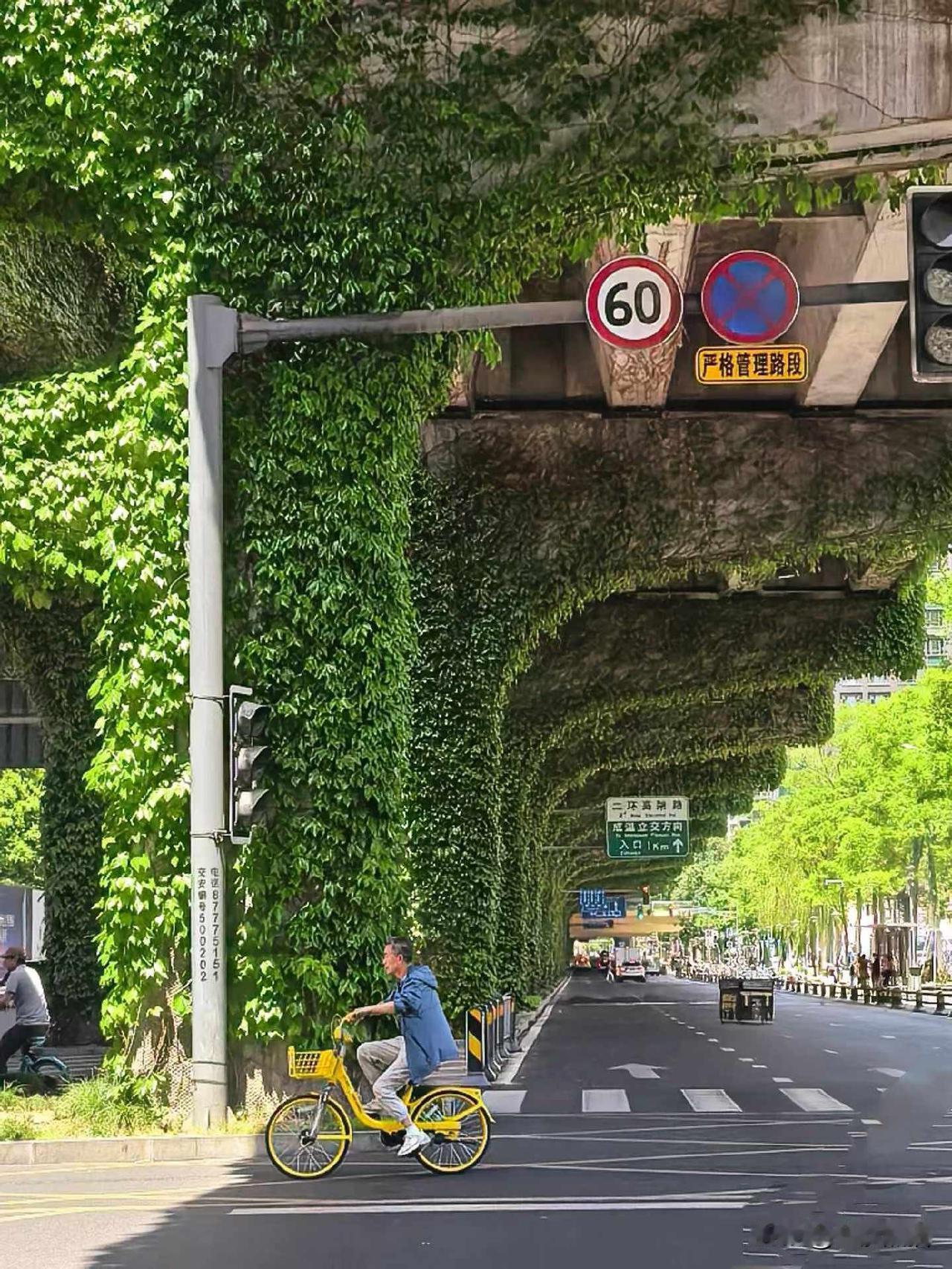 《绿藤》
绿野仙踪爬山虎，
藤蔓隧道通天河。
春去冬来多变换，
醉美金秋画中游。