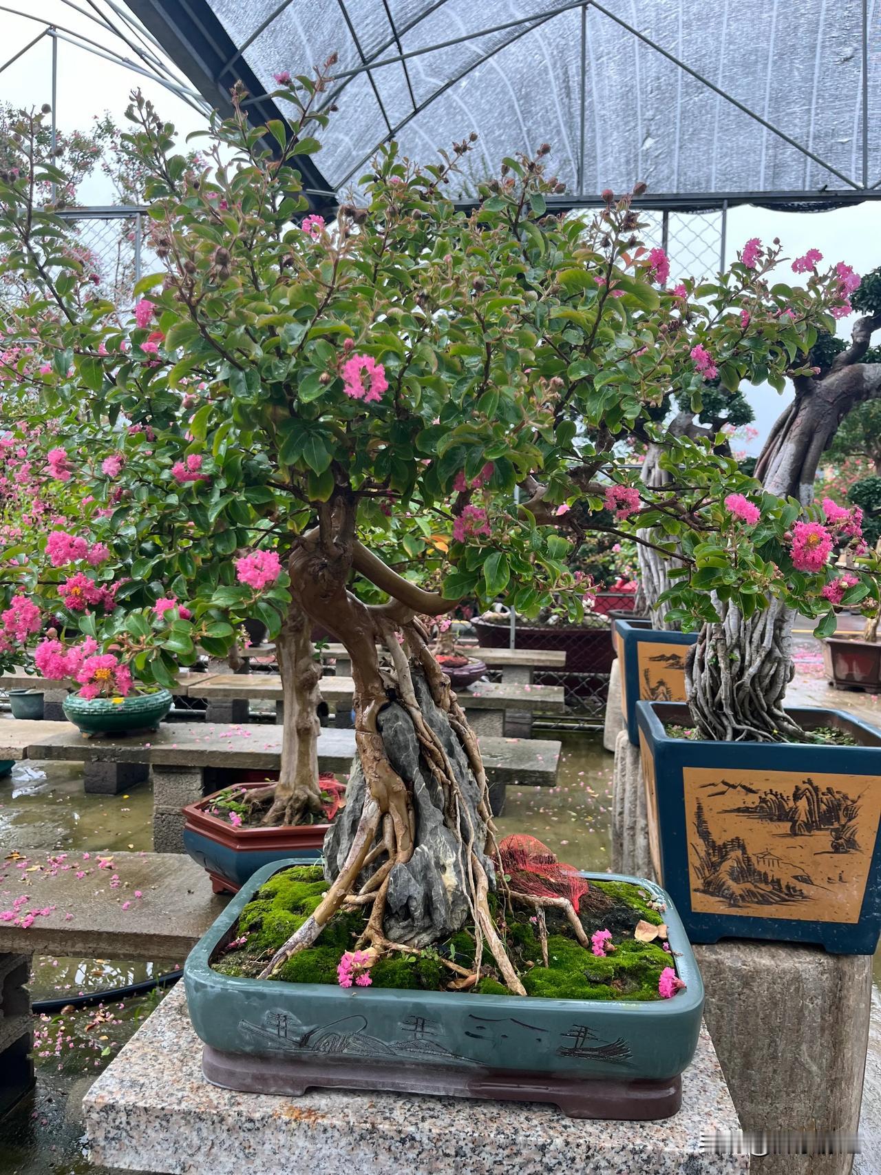 #晒晒随手拍的紫薇花#