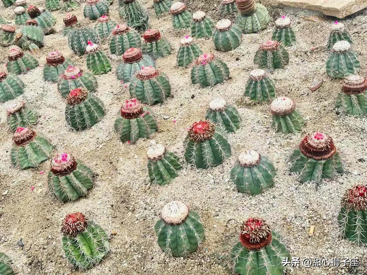 花草观察日记