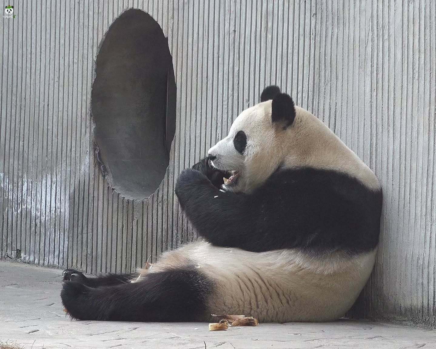 熊猫守护者 ｜森林驿站 黑白绒毛裹着温柔，看它慢悠悠啃竹笋，心都跟着软下来。 