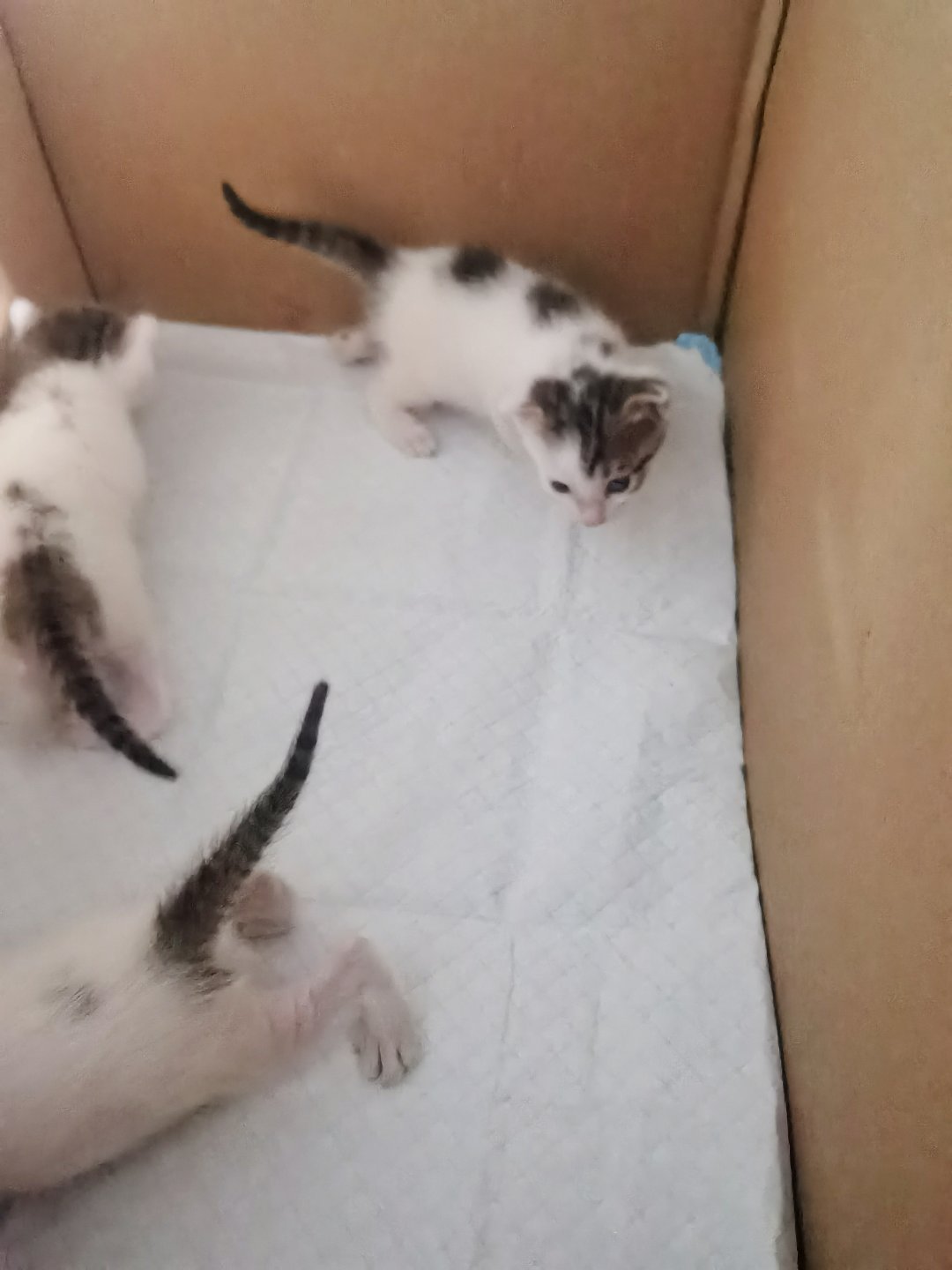 🐱 第23天今天换老大对我“爱的凝视了”背上有冒号的是老大，一脸委屈的是小二，
