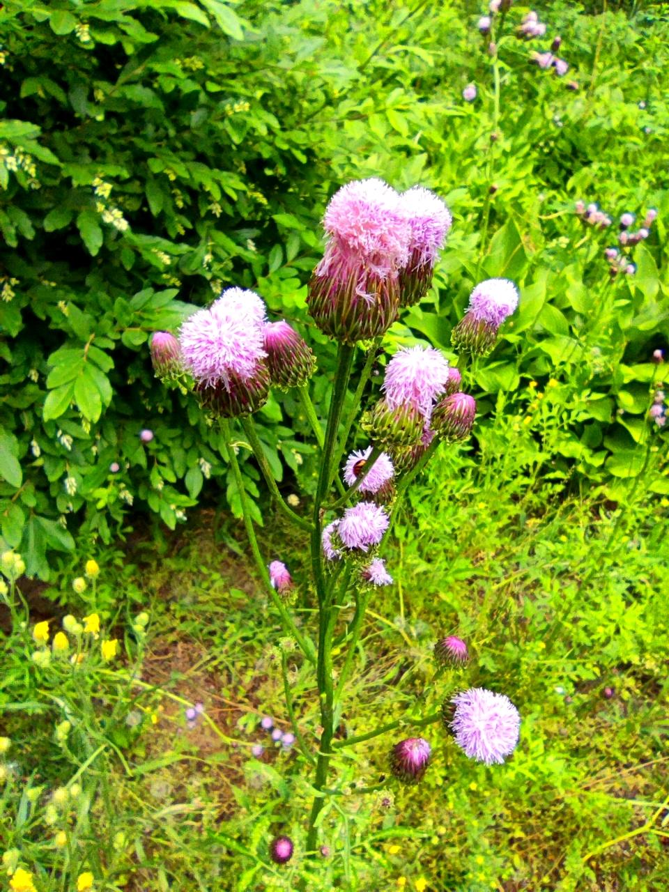 野生小花《泥胡菜》 一年生菊科野花，自由自长、自主开放，花朵是一团团紫红色的小绒