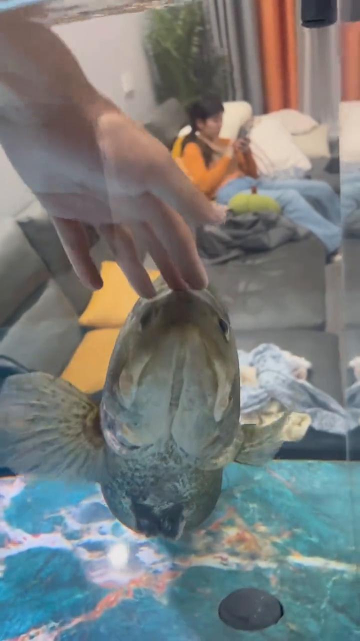小鸭子嘎嘎嘎，哇，哎呦呦，呦呦呦，呦呦呦。