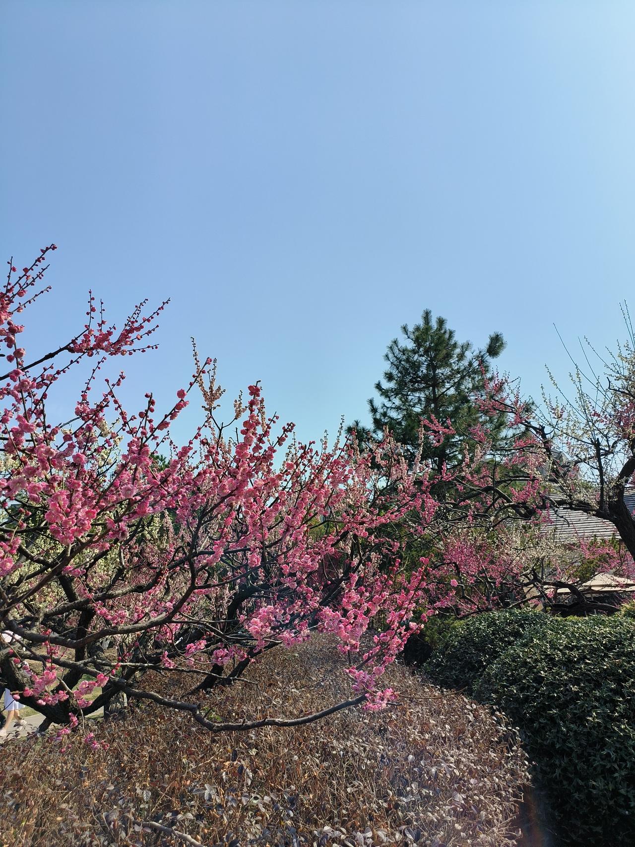 春日公园美景随手拍实景图分享！

世纪公园走一圈~[玫瑰]