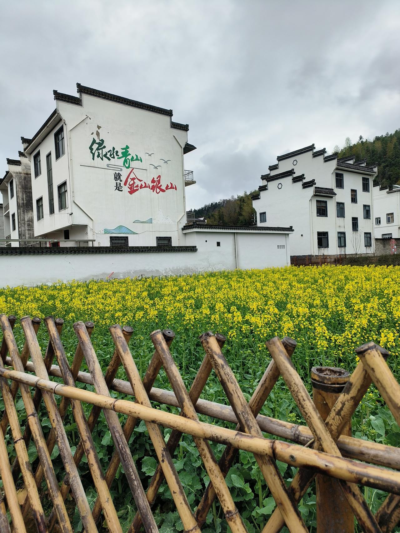 阳春三月的花🌸品种繁多
看的人目不暇接，请欣赏～🌸🌿

拍摄时间：2025